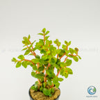 Rotala Blood Red