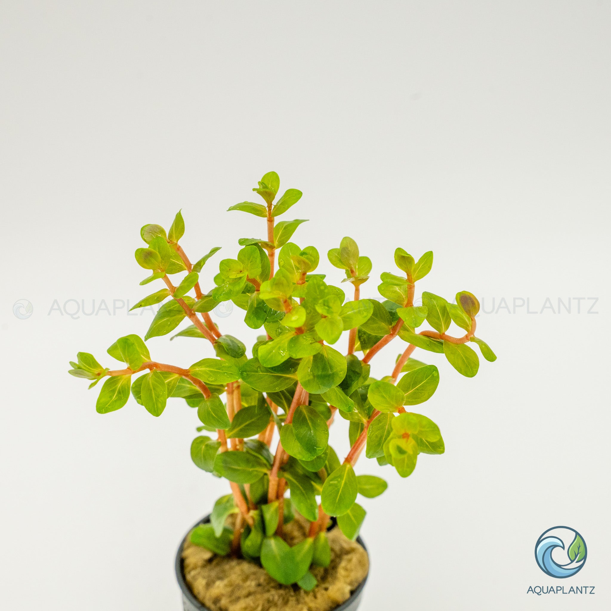 Rotala Blood Red