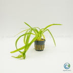 Sagittaria Platyphylla