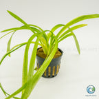 Sagittaria Platyphylla