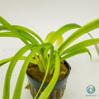 Sagittaria Platyphylla