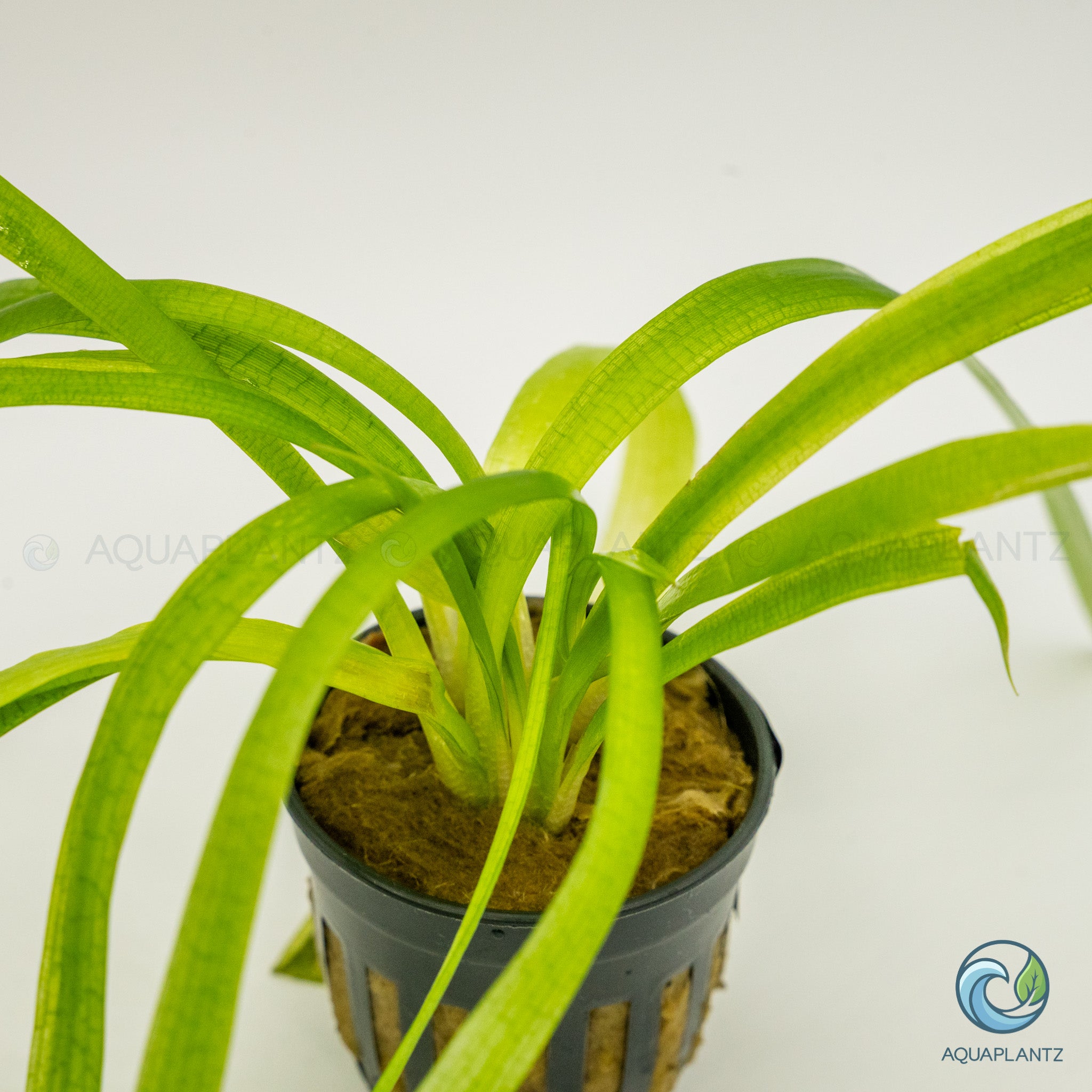 Sagittaria Platyphylla