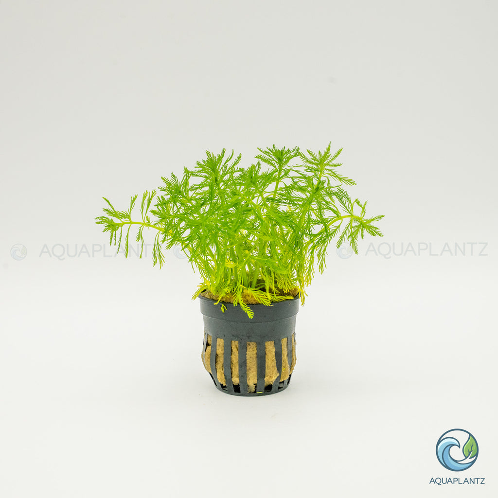 Myriophyllum Elatinoides