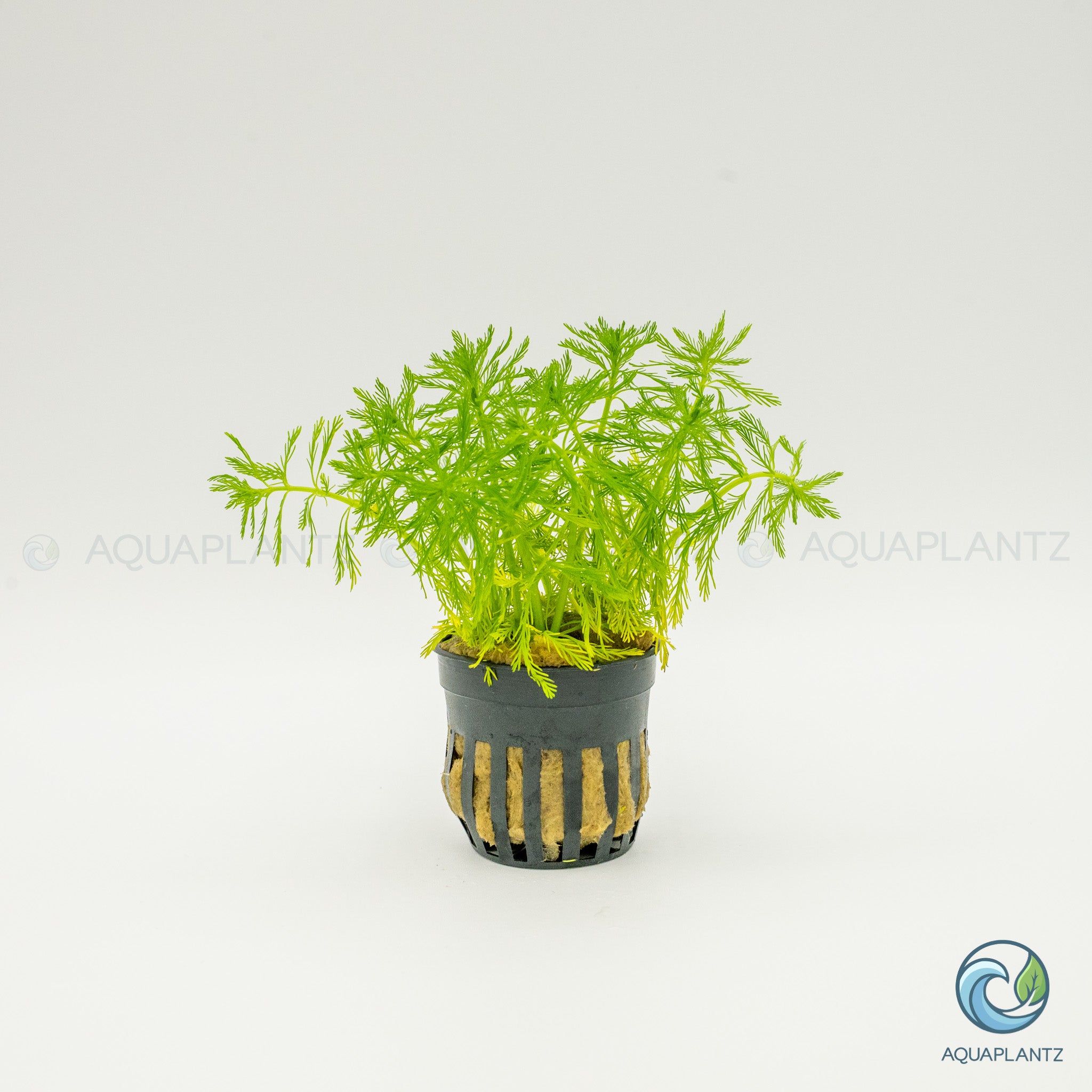Myriophyllum Elatinoides