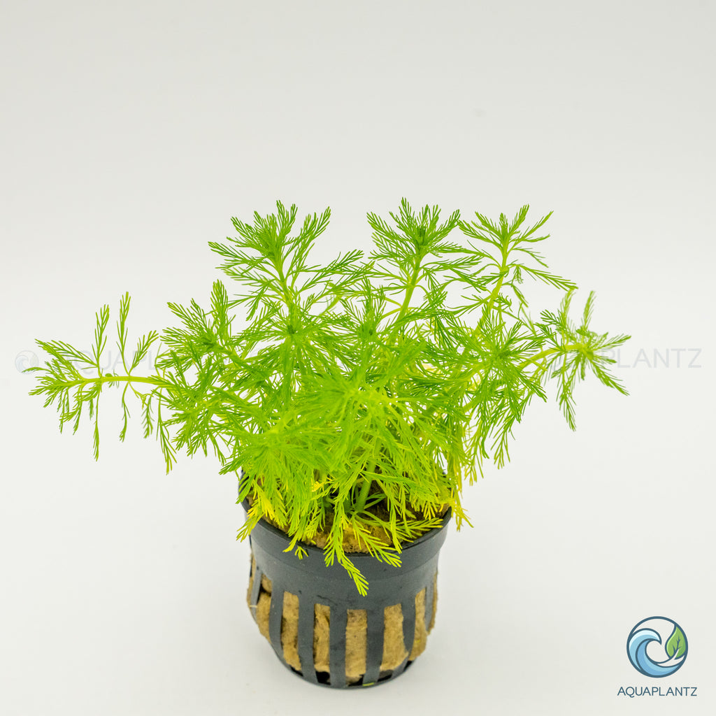 Myriophyllum Elatinoides