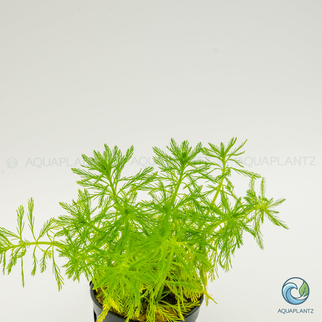 Myriophyllum Elatinoides