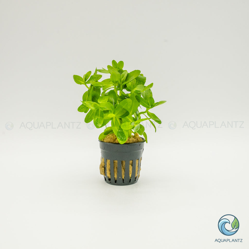 Bacopa Madagascariensis