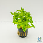 Bacopa Madagascariensis