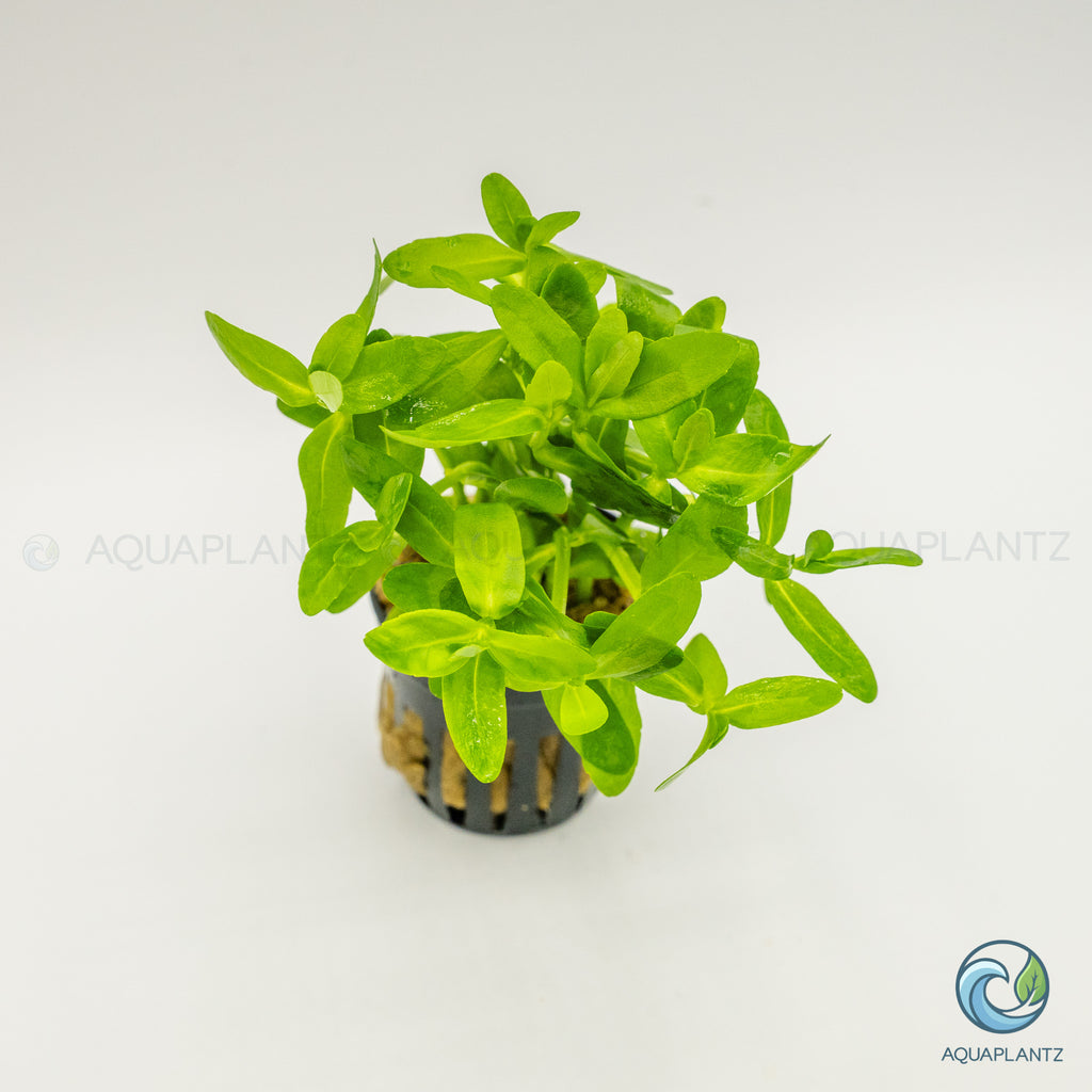 Bacopa Madagascariensis
