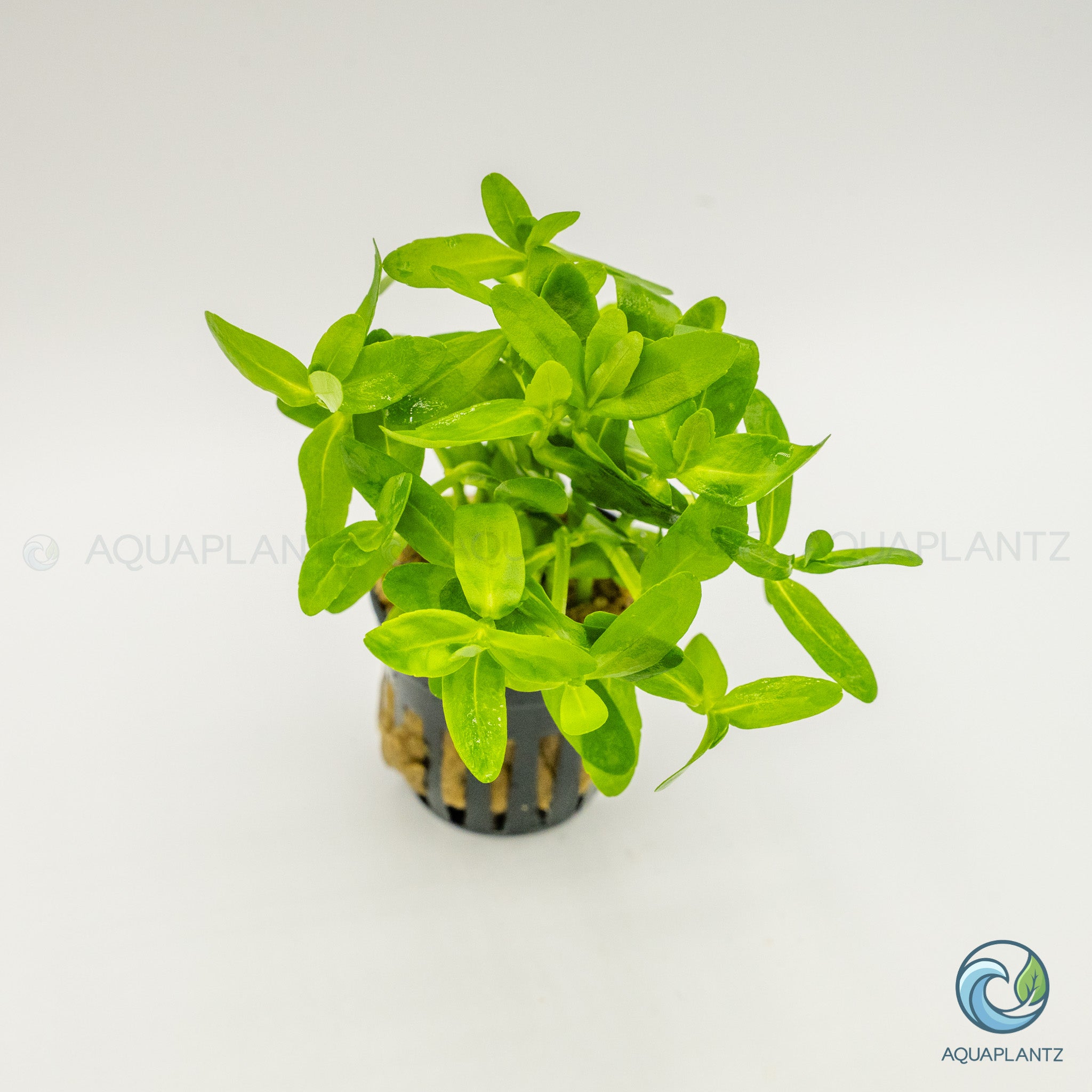 Bacopa Madagascariensis
