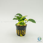 Anubias Barteri Var Nana Pinto