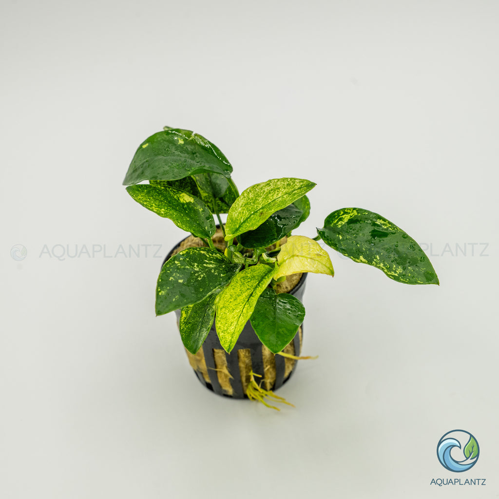 Anubias Barteri Var Nana Pinto