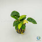 Anubias Barteri Var Nana Pinto