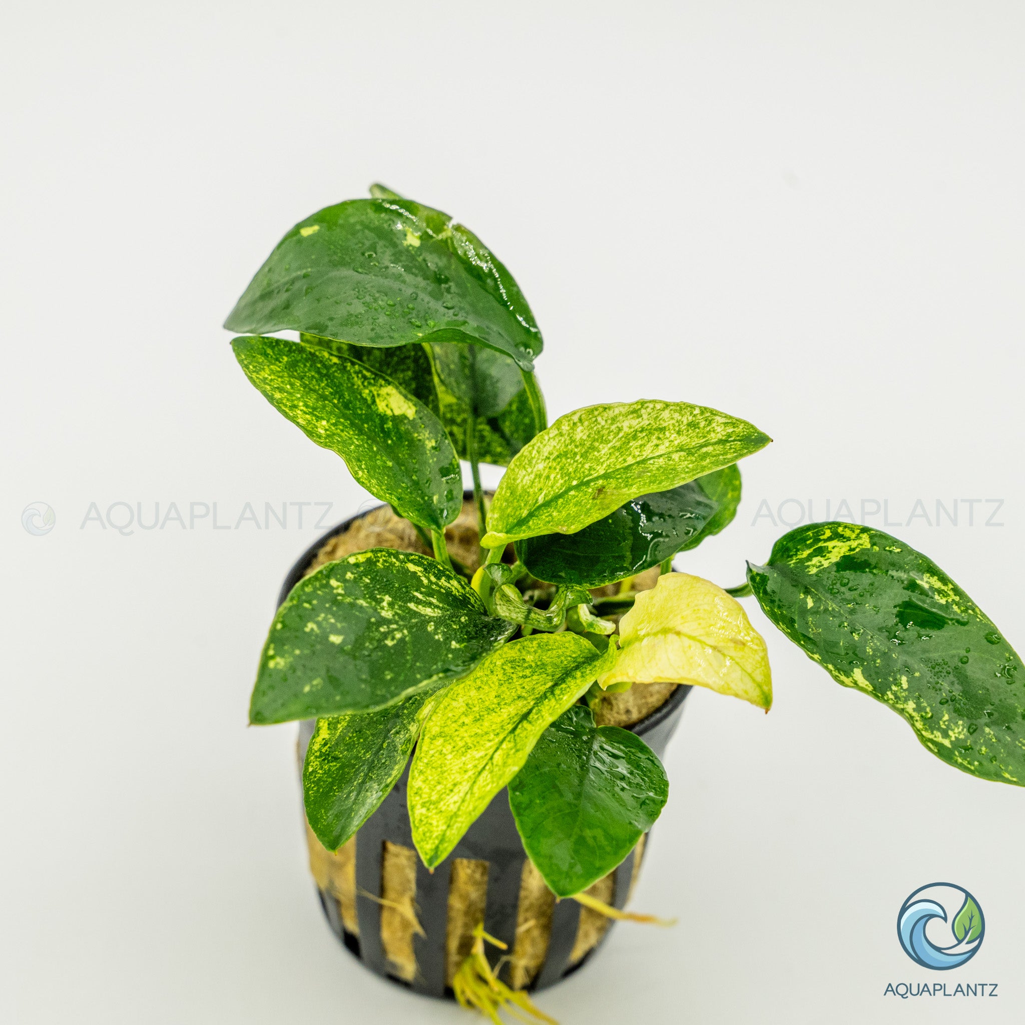 Anubias Barteri Var Nana Pinto
