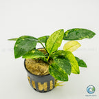 Anubias Barteri Var Nana Pinto