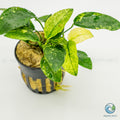 Anubias Barteri Var Nana Pinto
