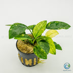 Anubias Barteri Var Nana Pinto