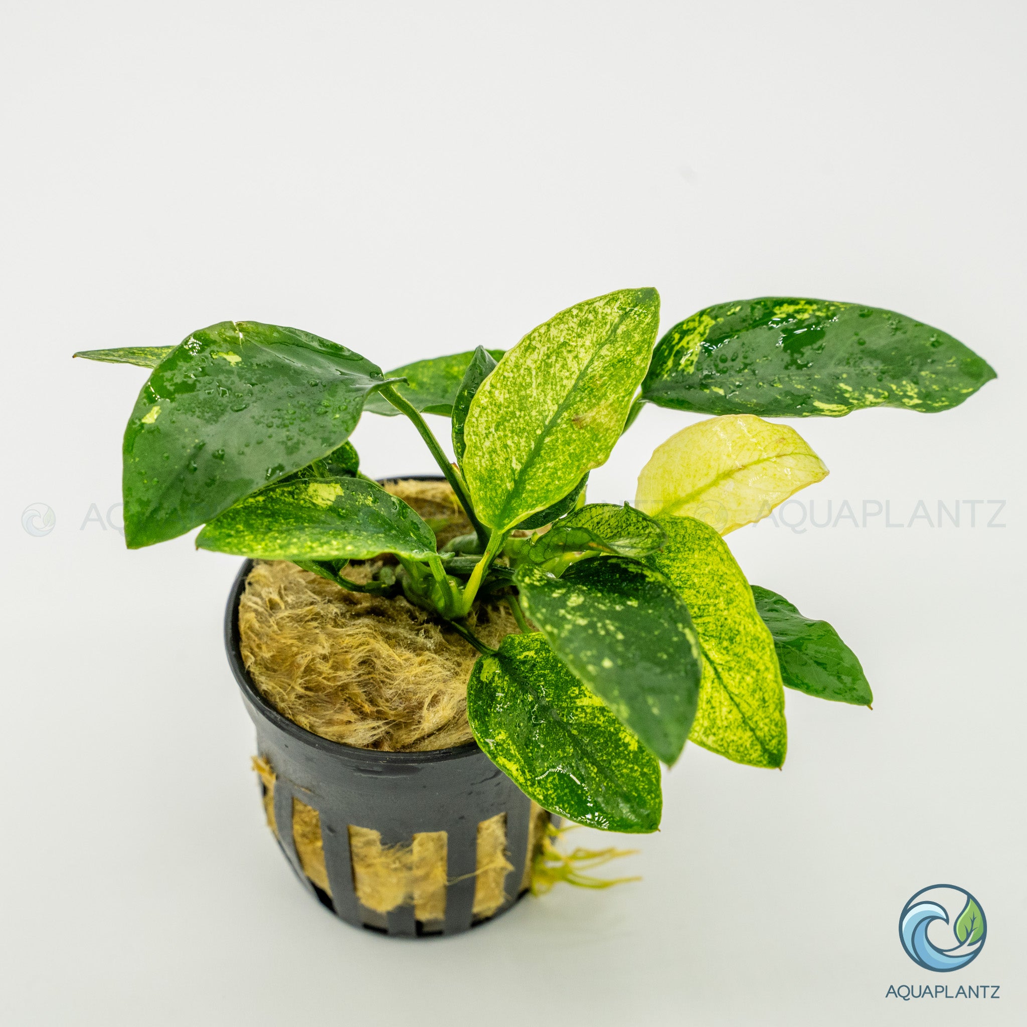 Anubias Barteri Var Nana Pinto