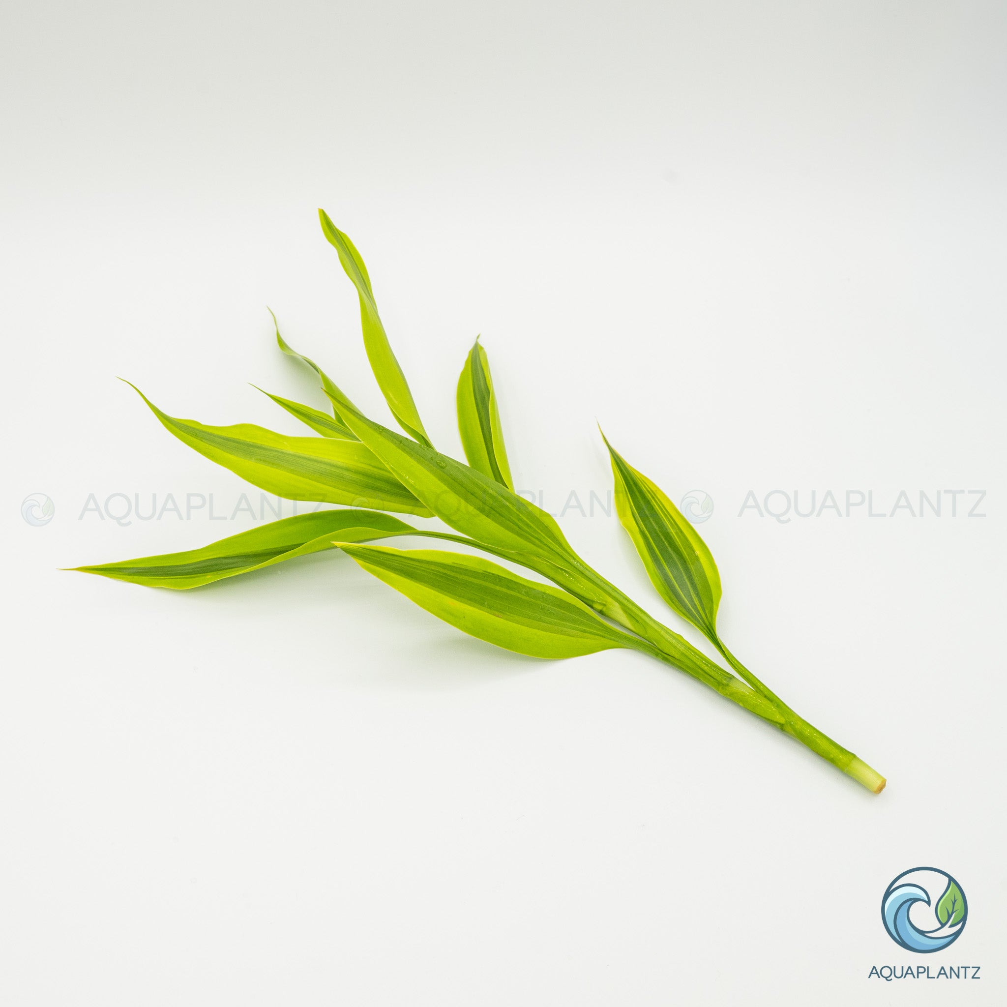 Dracaena Variegatus