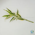 Dracaena Sanderiana