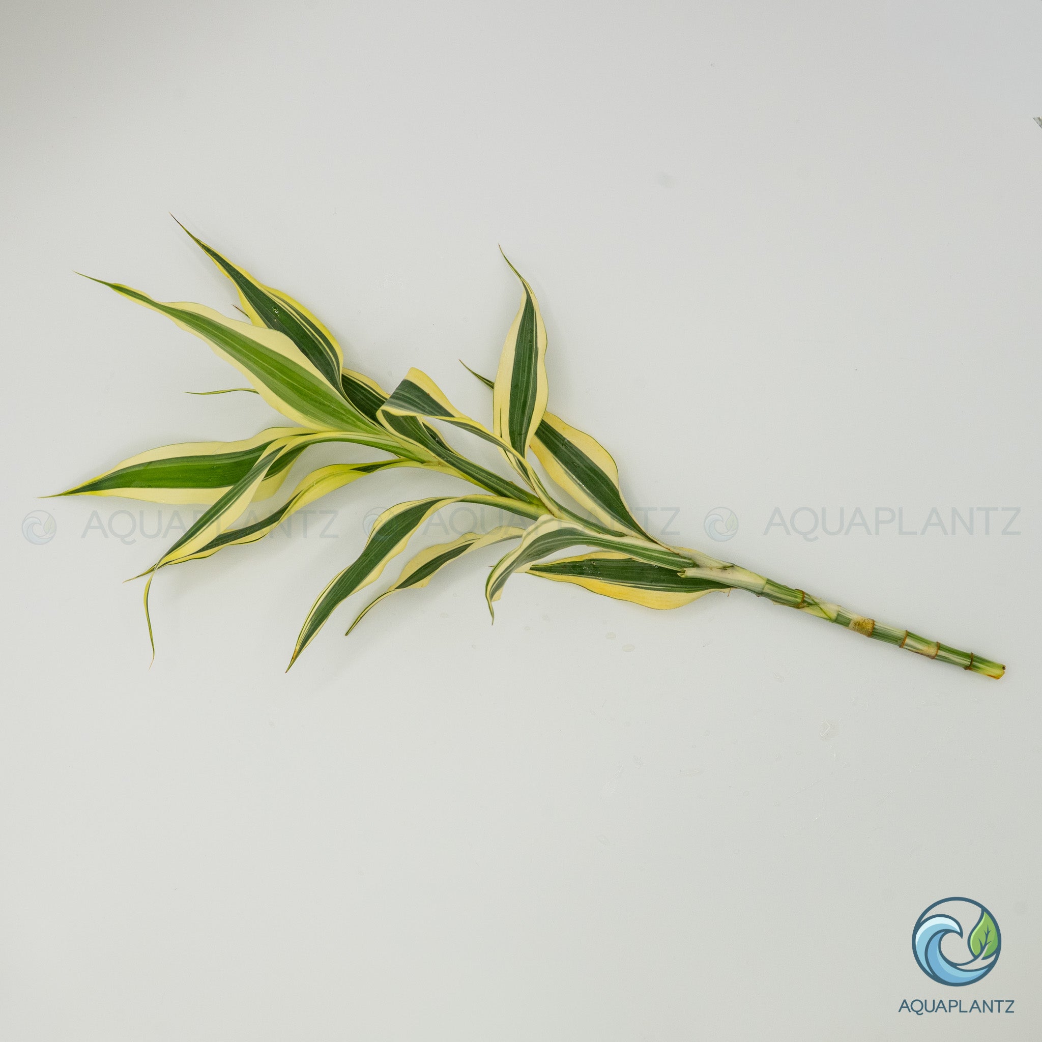 Dracaena Sanderiana