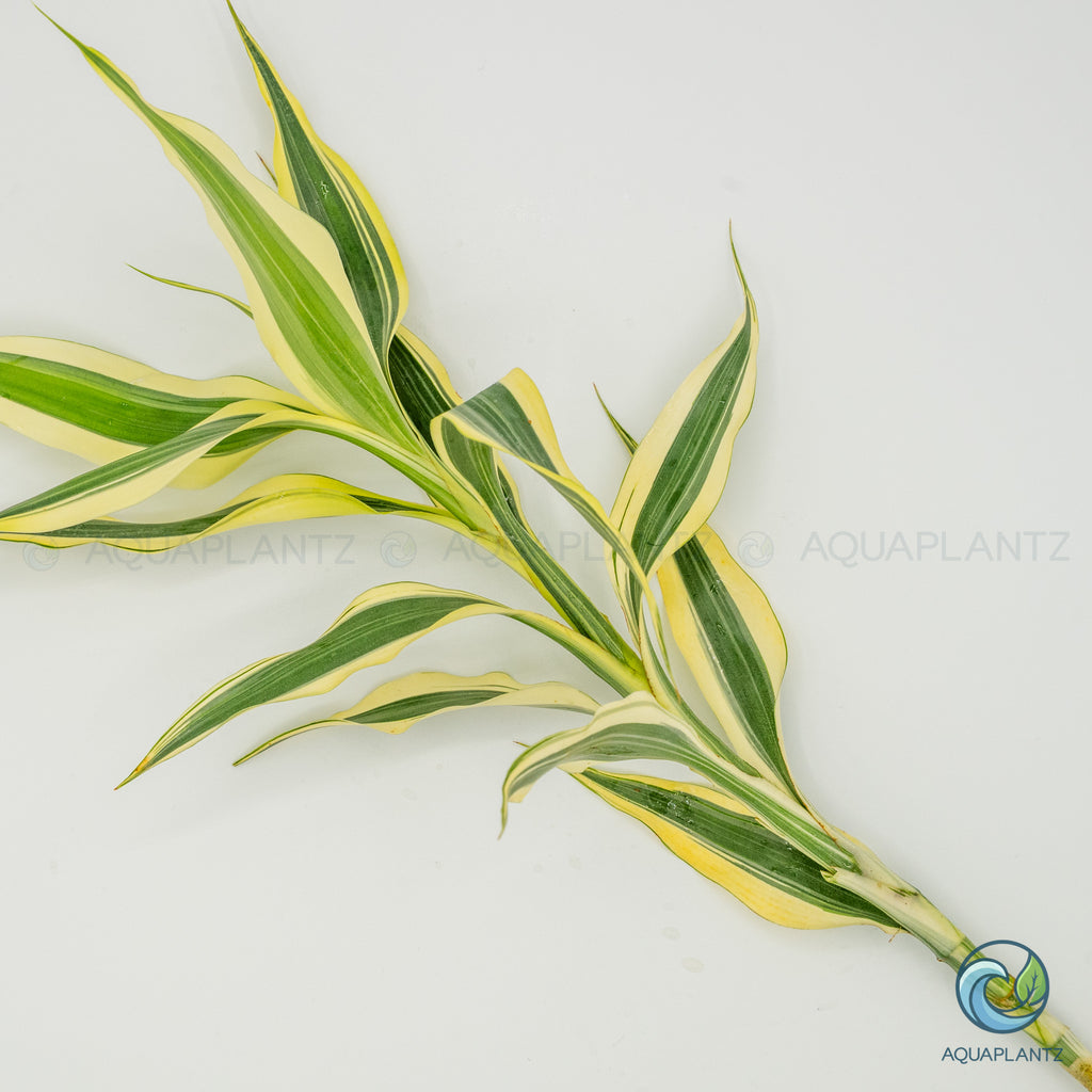 Dracaena Sanderiana