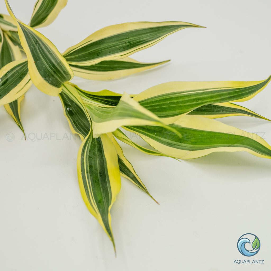 Dracaena Sanderiana