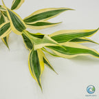 Dracaena Sanderiana