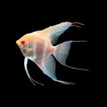 Diamond Scale Albino Angelfish (Small) angelfish — Aquaplantz Canada