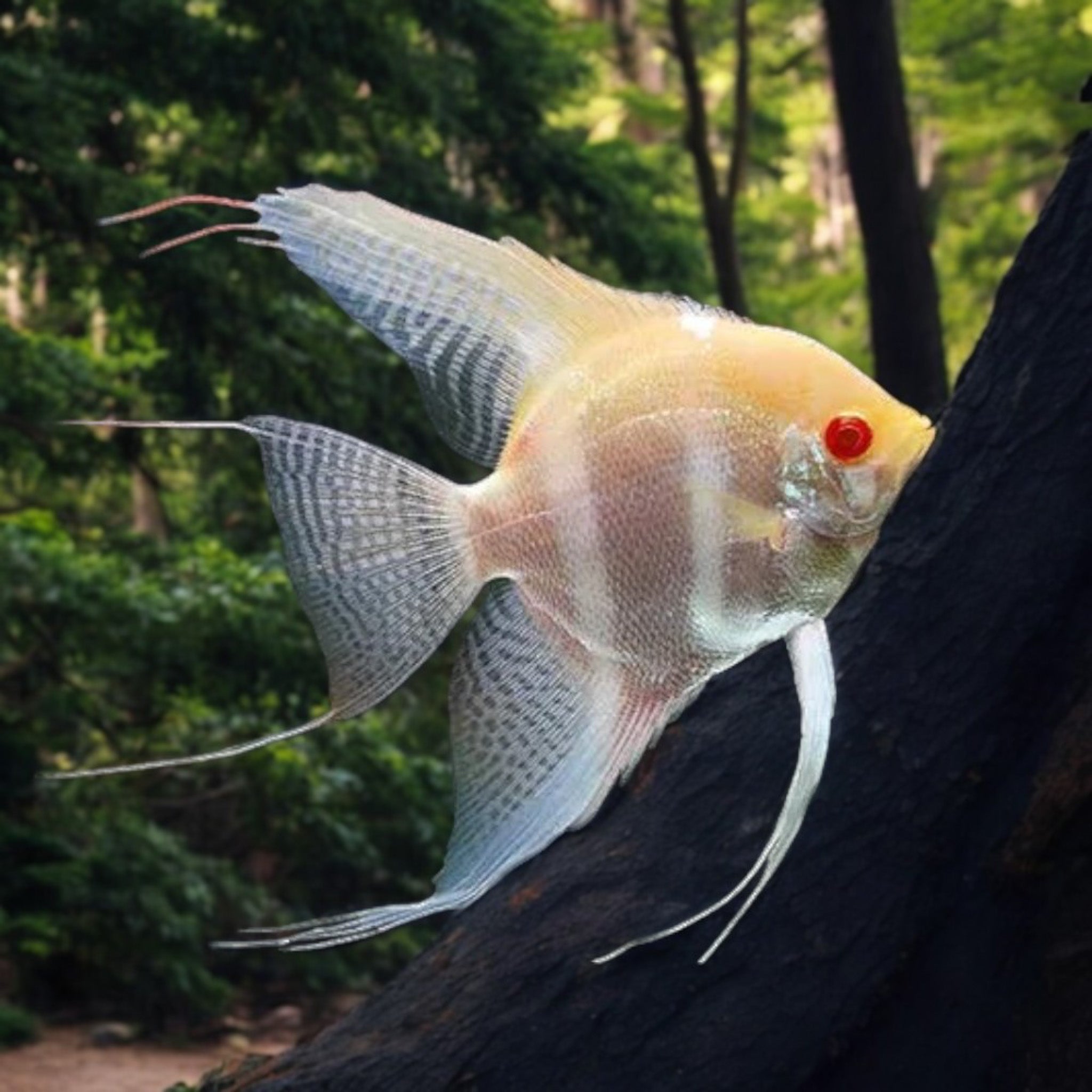 Diamond Scale Albino Angelfish (Small) angelfish — Aquaplantz Canada