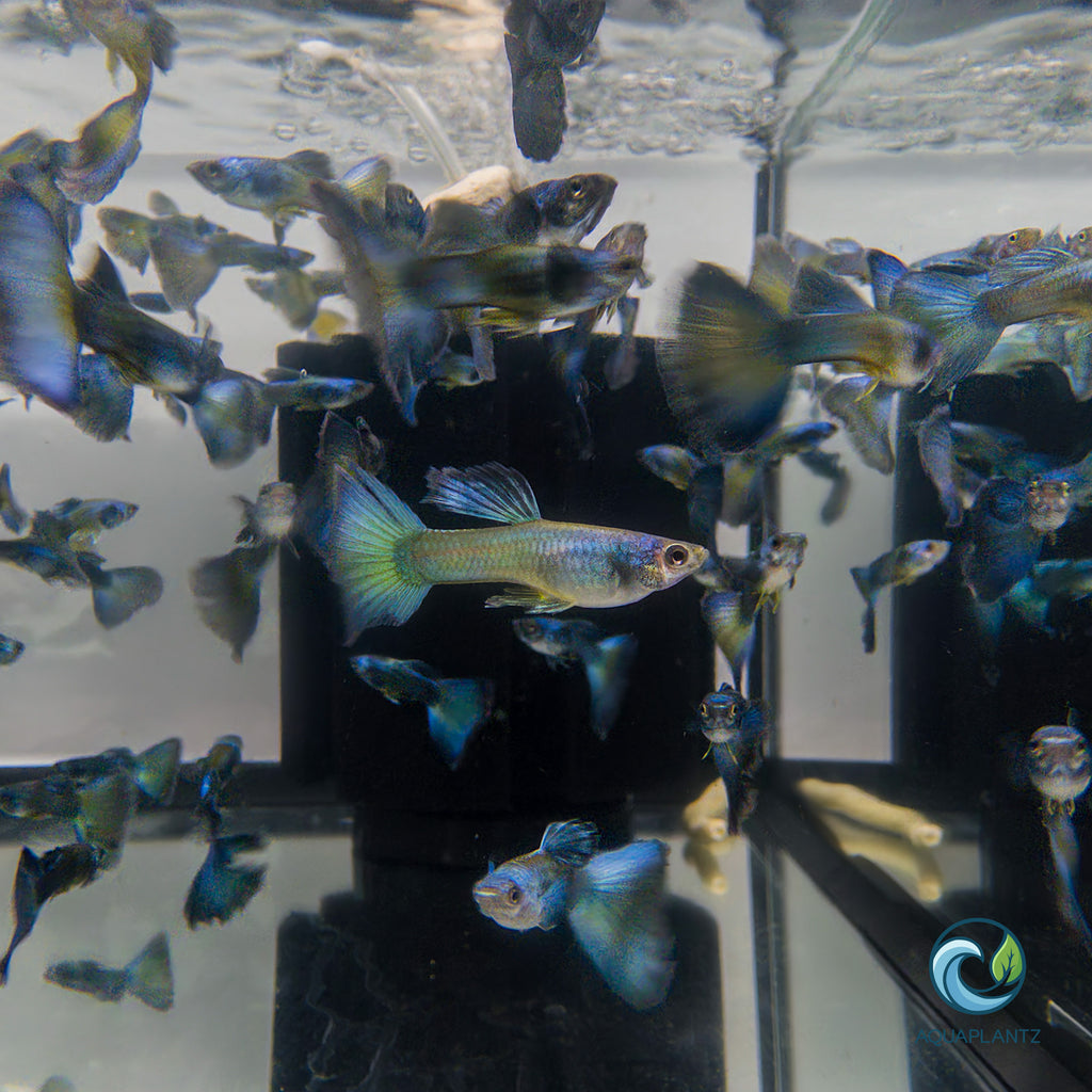 Guppy - Moscow Green guppy fish — Aquaplantz Canada