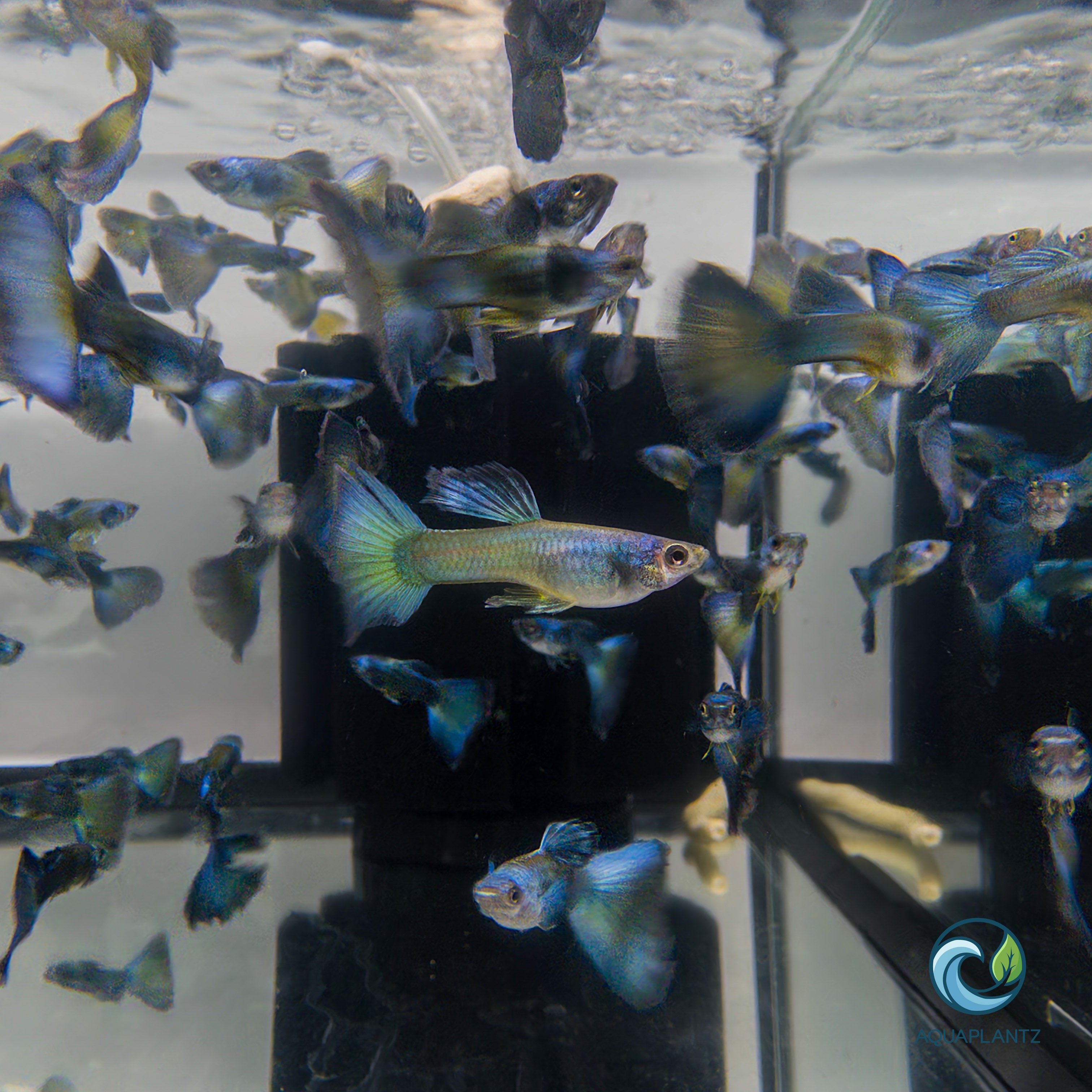 Guppy - Moscow Green guppy fish — Aquaplantz Canada