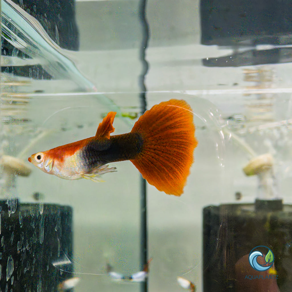 Guppy - Blonde Red Tuxedo guppy fish — Aquaplantz Canada