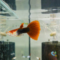 Guppy - Blonde Red Tuxedo guppy fish — Aquaplantz Canada
