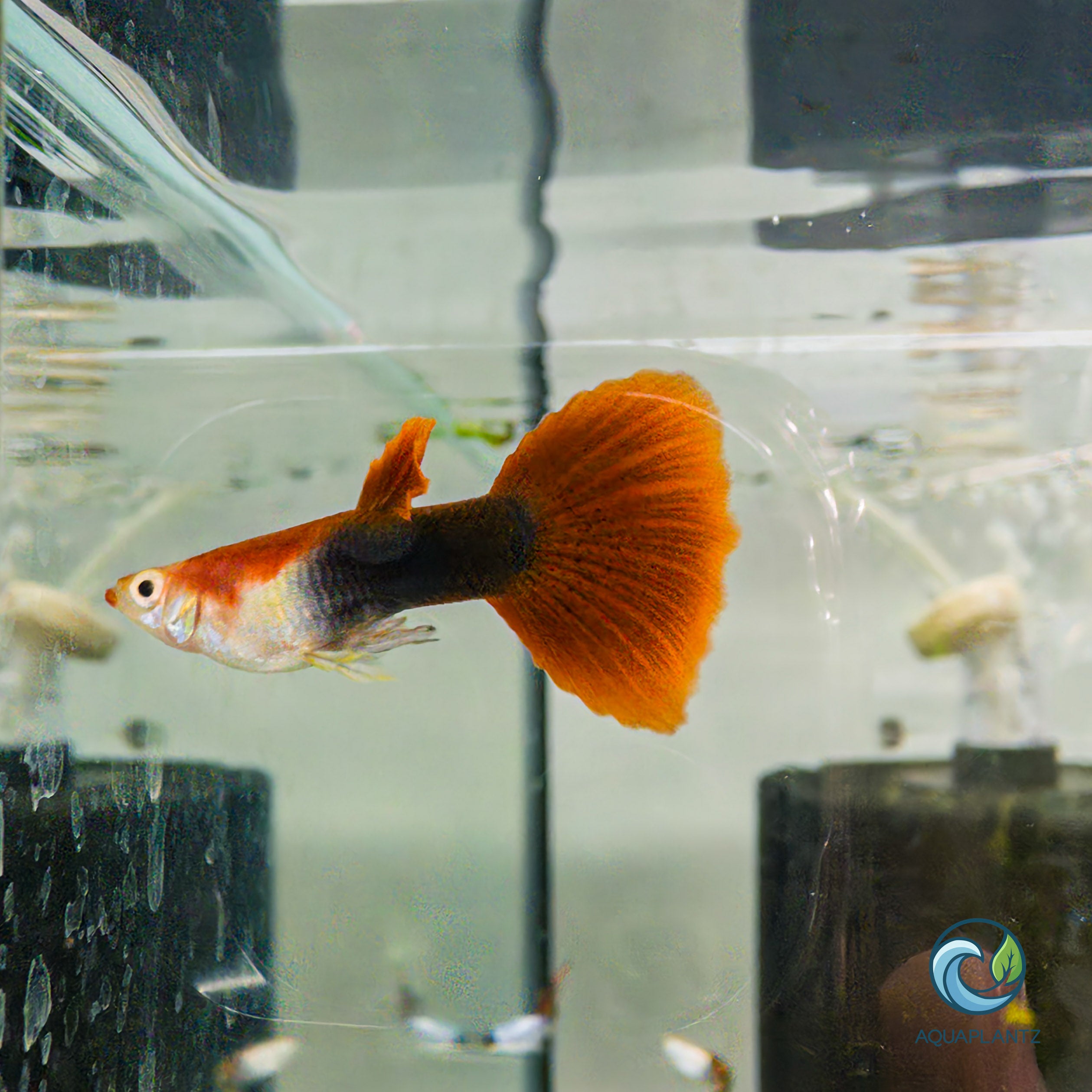 Guppy - Blonde Red Tuxedo guppy fish — Aquaplantz Canada