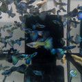 Guppy - Moscow Green guppy fish — Aquaplantz Canada