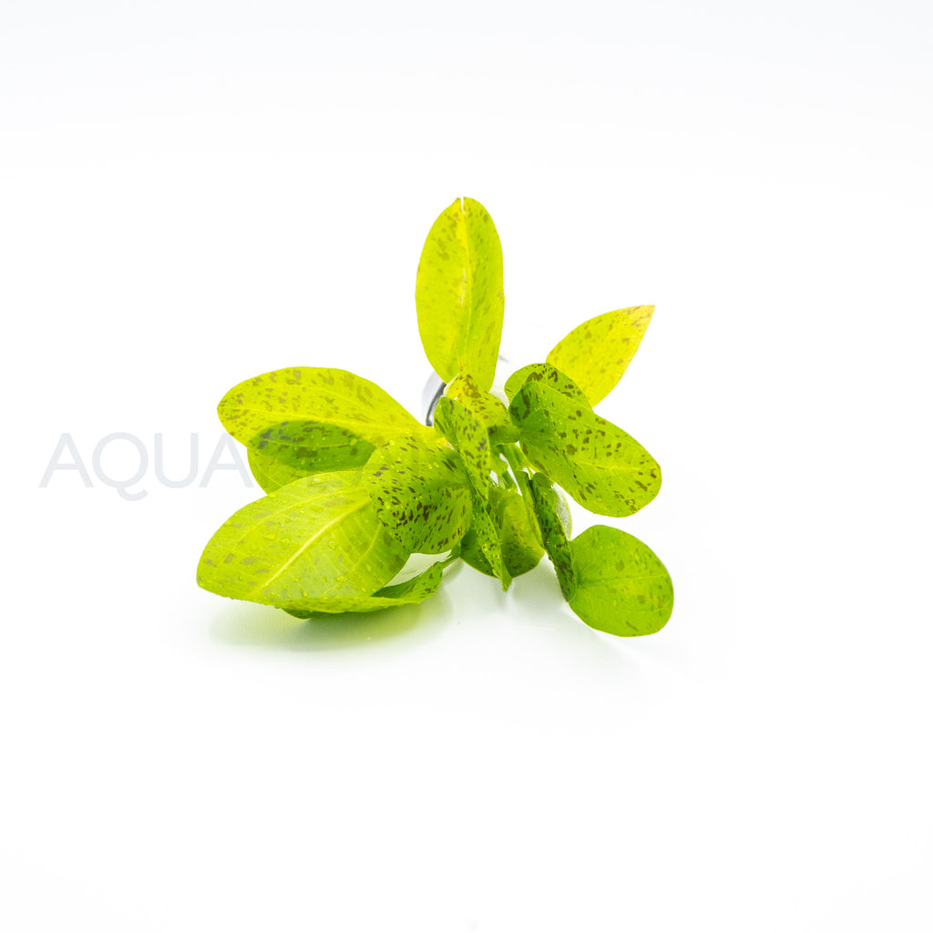 Echinodorus Ozelot Green aquarium plant — Aquaplantz Canada