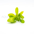 Echinodorus Ozelot Green aquarium plant — Aquaplantz Canada