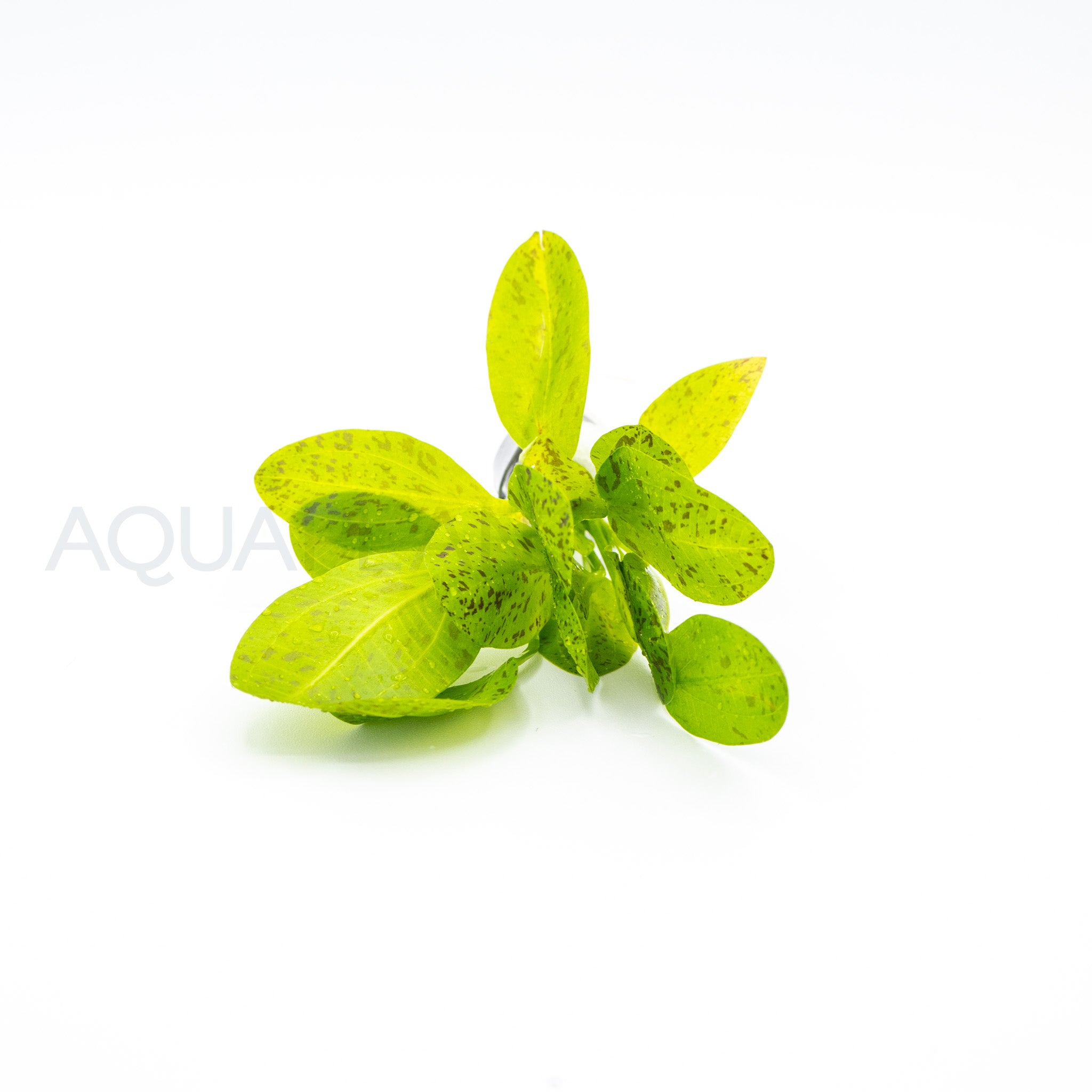 Echinodorus Ozelot Green aquarium plant — Aquaplantz Canada