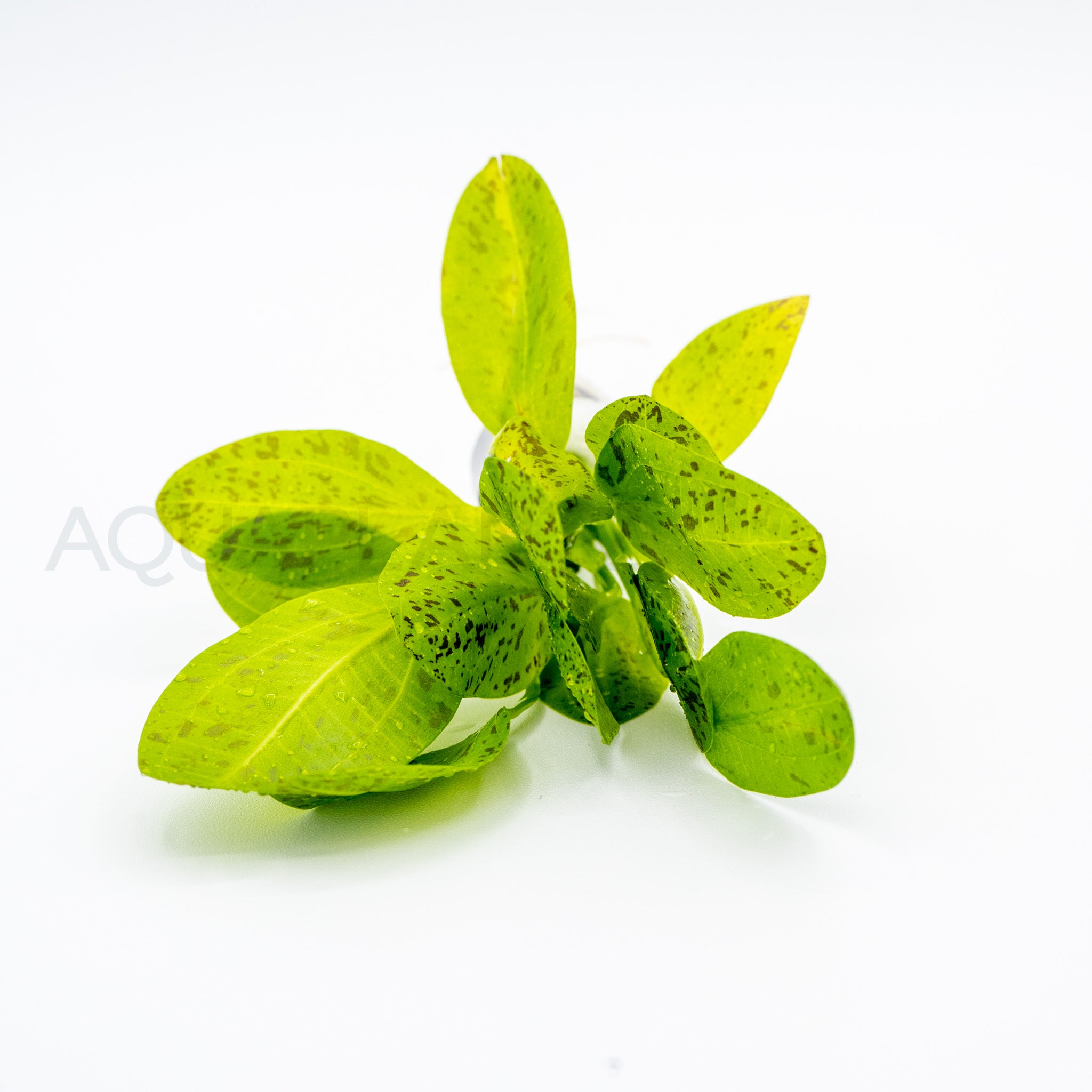 Echinodorus Ozelot Green aquarium plant — Aquaplantz Canada