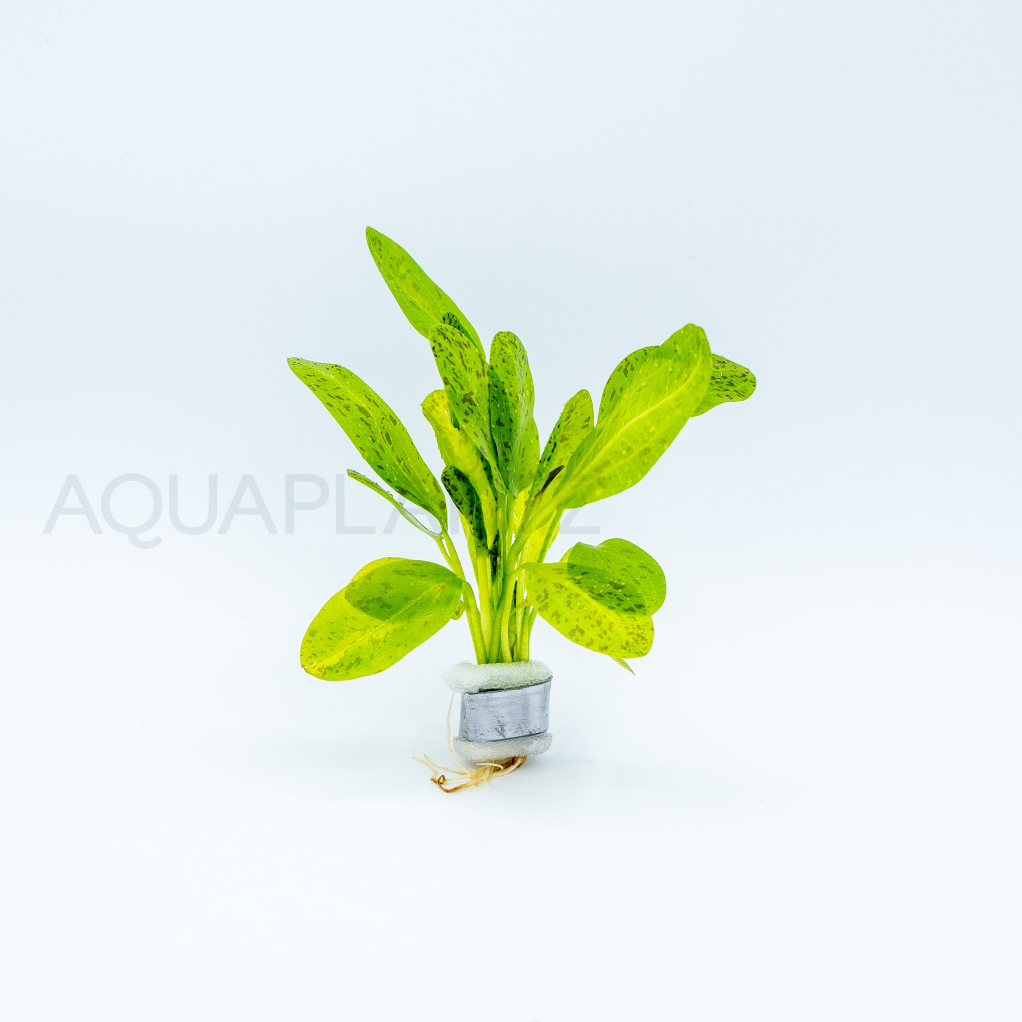 Echinodorus Ozelot Green aquarium plant — Aquaplantz Canada