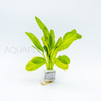 Echinodorus Ozelot Green aquarium plant — Aquaplantz Canada