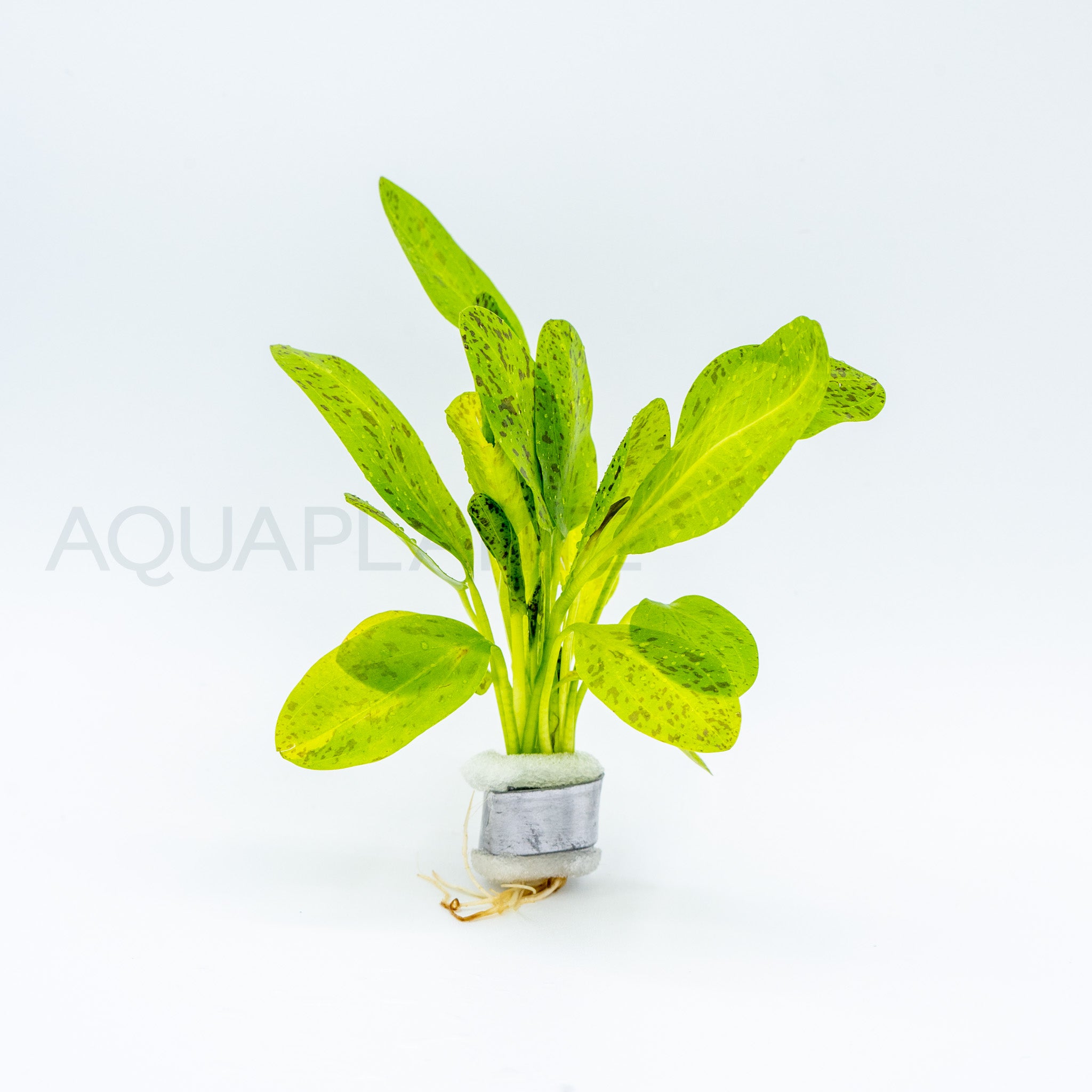 Echinodorus Ozelot Green aquarium plant — Aquaplantz Canada