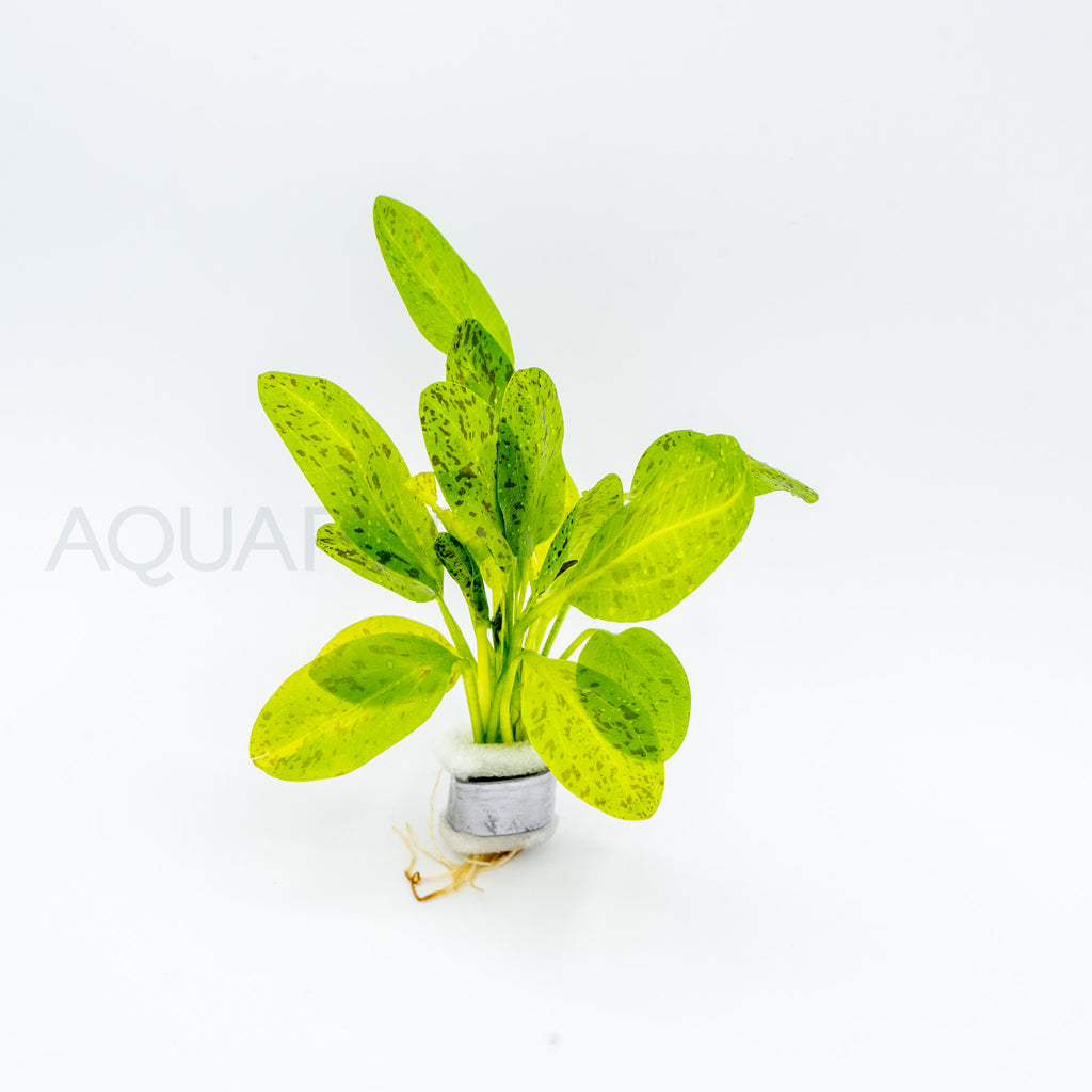 Echinodorus Ozelot Green aquarium plant — Aquaplantz Canada