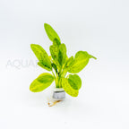 Echinodorus Ozelot Green aquarium plant — Aquaplantz Canada