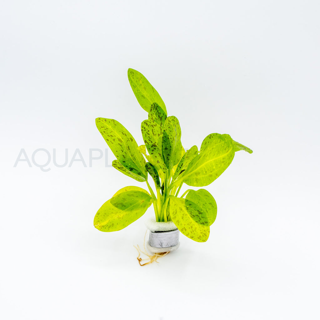 Echinodorus Ozelot Green aquarium plant — Aquaplantz Canada