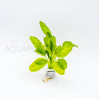 Echinodorus Ozelot Green aquarium plant — Aquaplantz Canada