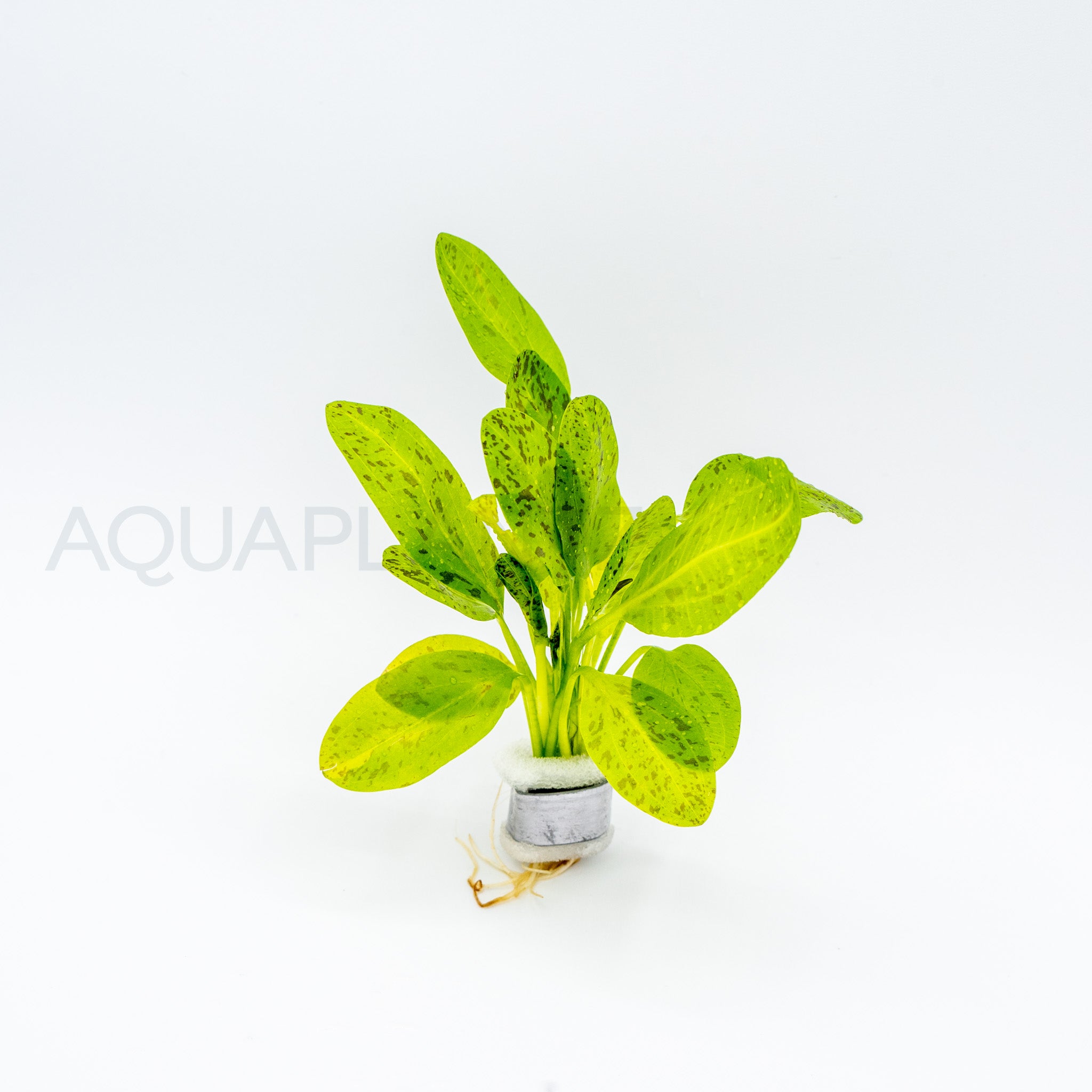 Echinodorus Ozelot Green aquarium plant — Aquaplantz Canada