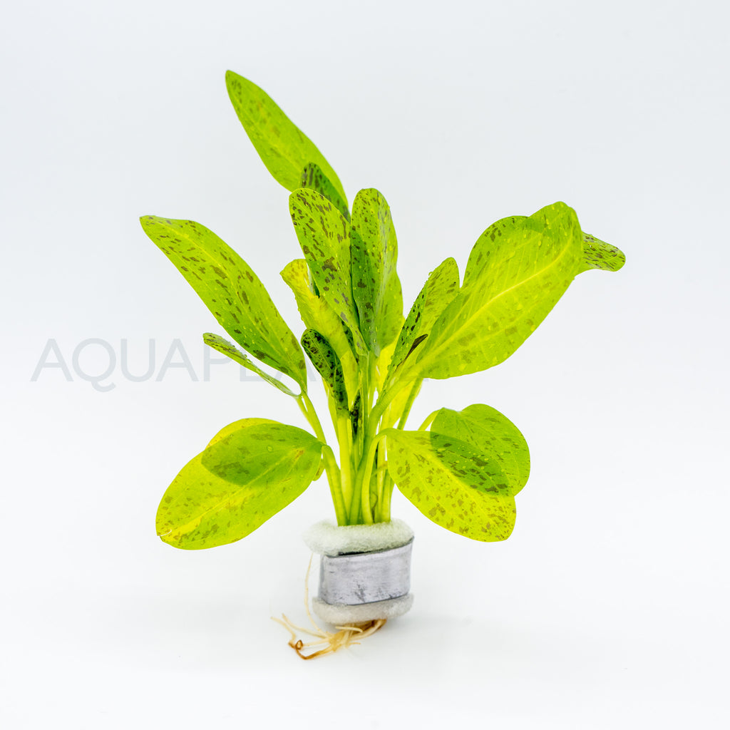 Echinodorus Ozelot Green aquarium plant — Aquaplantz Canada