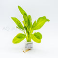 Echinodorus Ozelot Green aquarium plant — Aquaplantz Canada